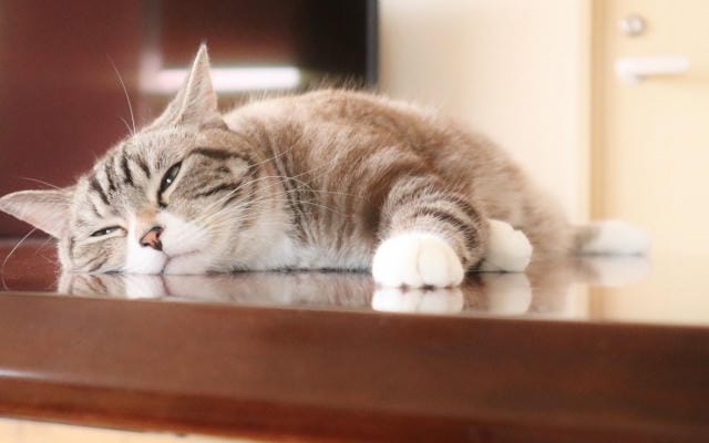 志木で叶えるペットと共に過ごす理想の暮らしと癒しの街づくり